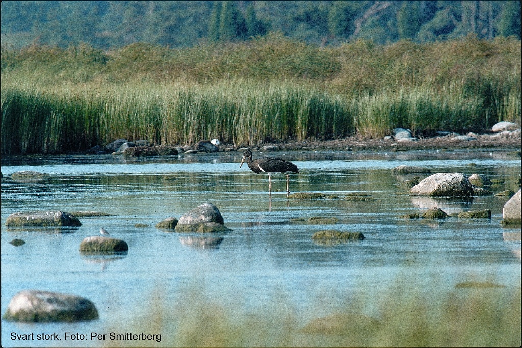 Svart stork